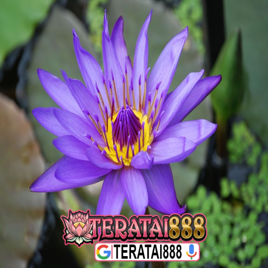 TERATAI888 Slot Gacor
